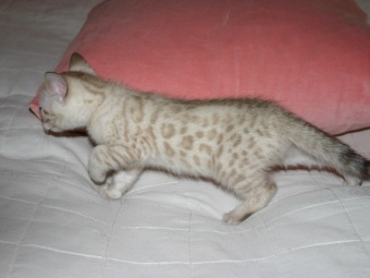 Snöbengal