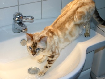 Lynxmarble bengal snömarble bengal, snöbengal, bengakattungar, bengaluppfödare, bengaluppfödare Stockholm