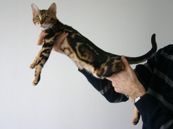 Svartmarble bengalkatt
