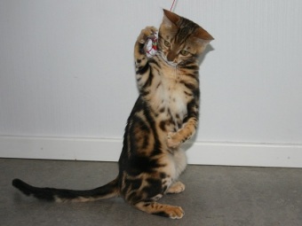 Svartmarble bengalkatt