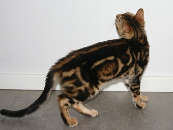 Svartmarble bengalkatt