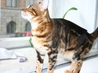 Marble bengal