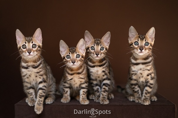 Svartspotted bengal, bengal katt, bengal, bengalkattungar, bengalkatt, bengaluppfödare, bengaluppfödare i Stockholm