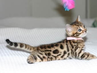 Bengalkatt, bengalkattungar, svartspotted bengal, bengaluppfödare
