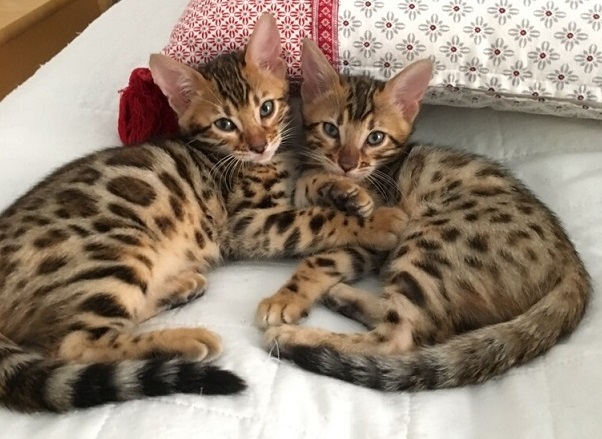 Bengalkattungar, bengal katt, Svartspotted bengal, bengal katt, bengal, bengalkattungar, bengalkatt, bengaluppfödare, bengaluppfödare i Stockholm