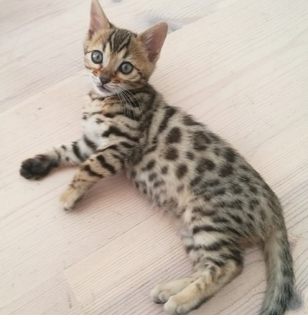 bengalkatt, bengaluppfödare, bengal katt, bengalkattungar, svartspotted bengal